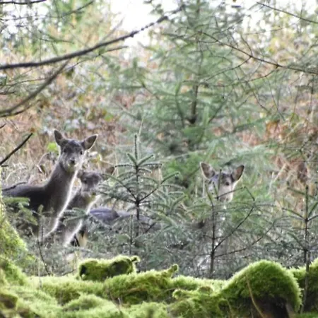 Slieve Bloom Prázdninový dům